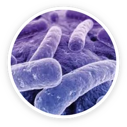 B.Lactis BL-04® in ProDentim